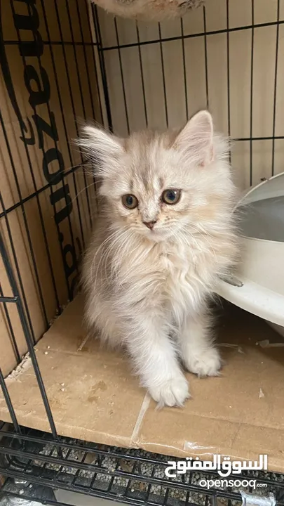 3 months old mix persian kitten