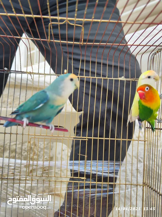 بسم الله تبارك الرحمن فحل فيشر مع جوز روز الأنثى الصفراء اليفه ركززز معي صحه نظاااافه صلاه النبي