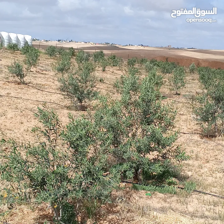 ارض للبيع   جنوب عمان /القرية جميل (حوض العرقوب)