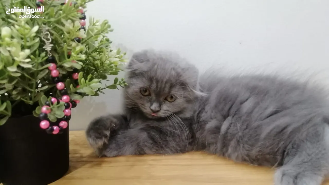 قطه اسكوتش فولد بلو Scottish fold female