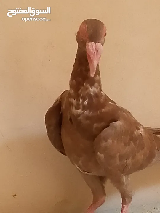 مساء الخير حمام للبيع لعدم توفر مكان لهم