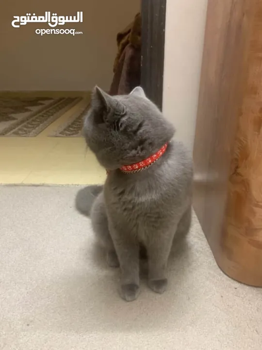 قط بريطاني للبيع بسبب سفرلطيف ولعوب وهادء وماخد كافة التطعيمات والحاله الصحيه ممتاز عمره سنه ونصف