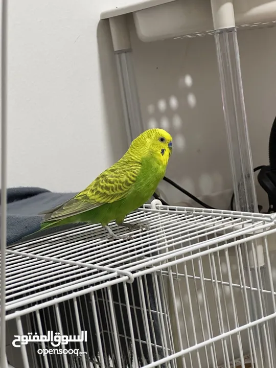 Healthy 2 month baby budgies for adoption