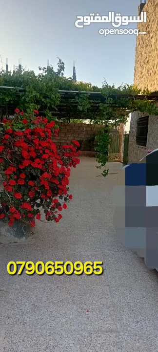 ارض للبيع في منطقه رجم الشوك مساحة الارض 3 دنوم و700 متر قوشان مستقل يوجد فيها بيت طابقين جاهز للسكن