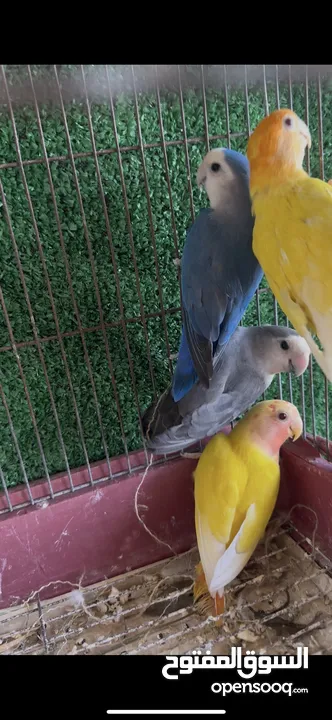 طيور روز عضوة صحه ونظافه
