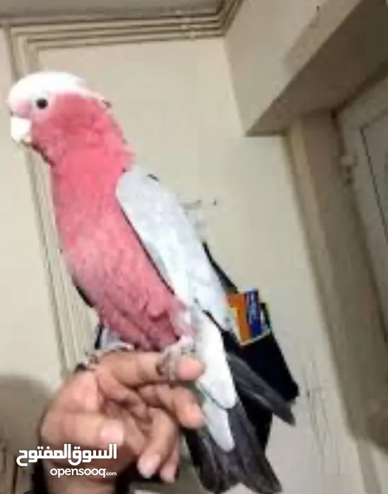 مطلوب ببغاء كوكاتو جالا او لوري او كويكر