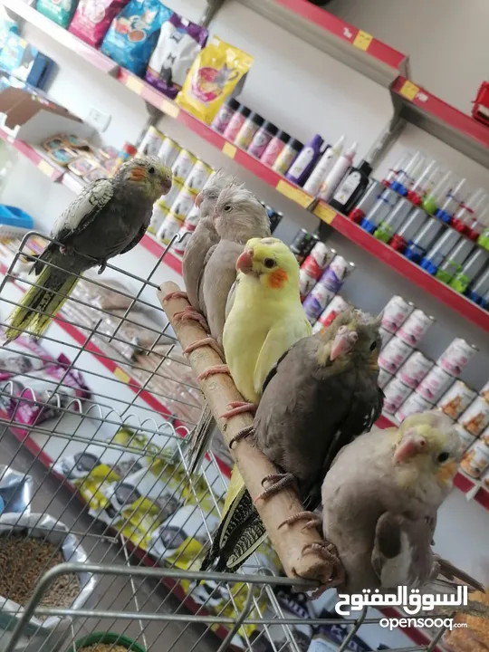 كوكتيل اليف ومتوفر جواز كوكتيل للبيع