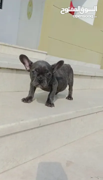 Female French Bulldog ( Blue eyes ) جرو انثي فرنش بولدوج بعيون زرقاء ، عمرها 3 اشهر- مع التطعيمات