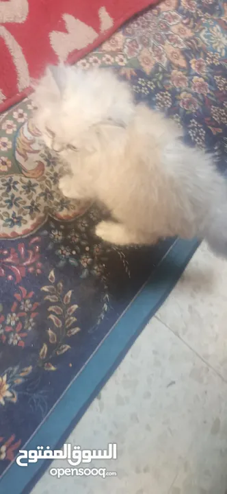 قط هملايا للبيع