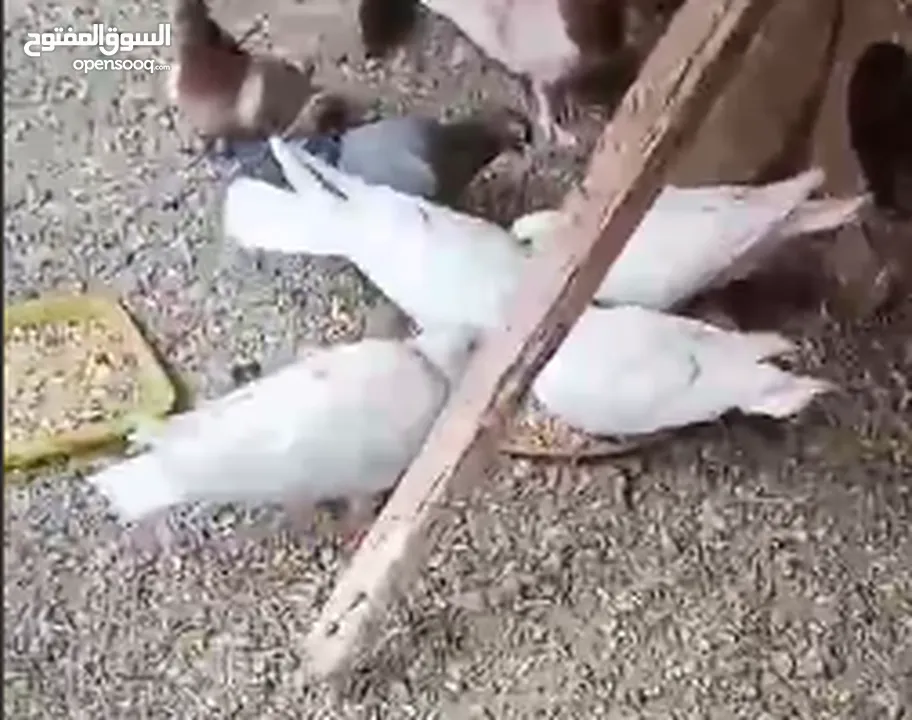 حمام لاحم فرنسي شغال  للبيع