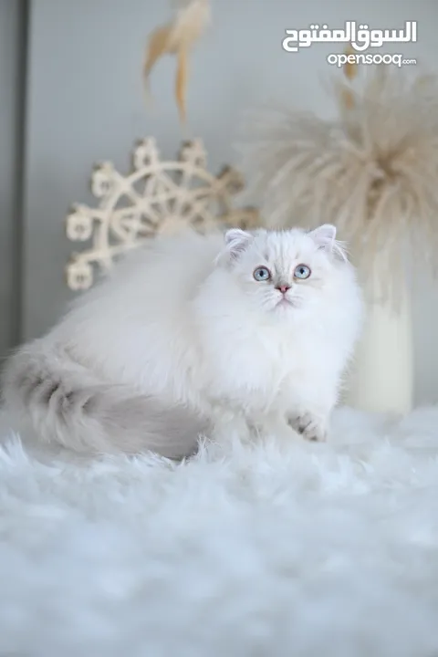 Scottish British shorthair longhair kittens British shorthair Scottish fold kittens Scottish