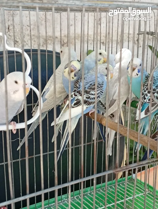 10 طيور حب طفرات جميله ونادرة  تبارك الله