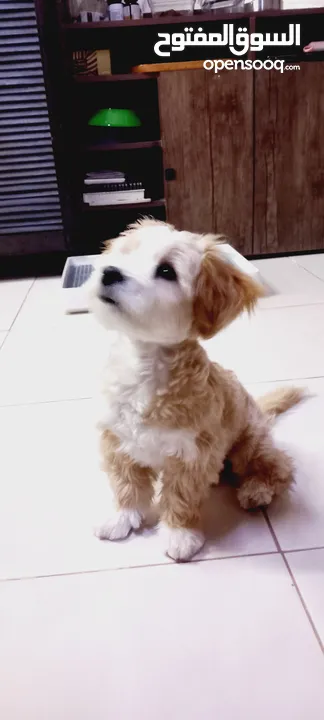 (send me whatsup)Male /Mini malltipoo/5 months old