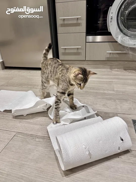 Adopt Luna – get endless purrs and free paper shredding (clean-up not included)!