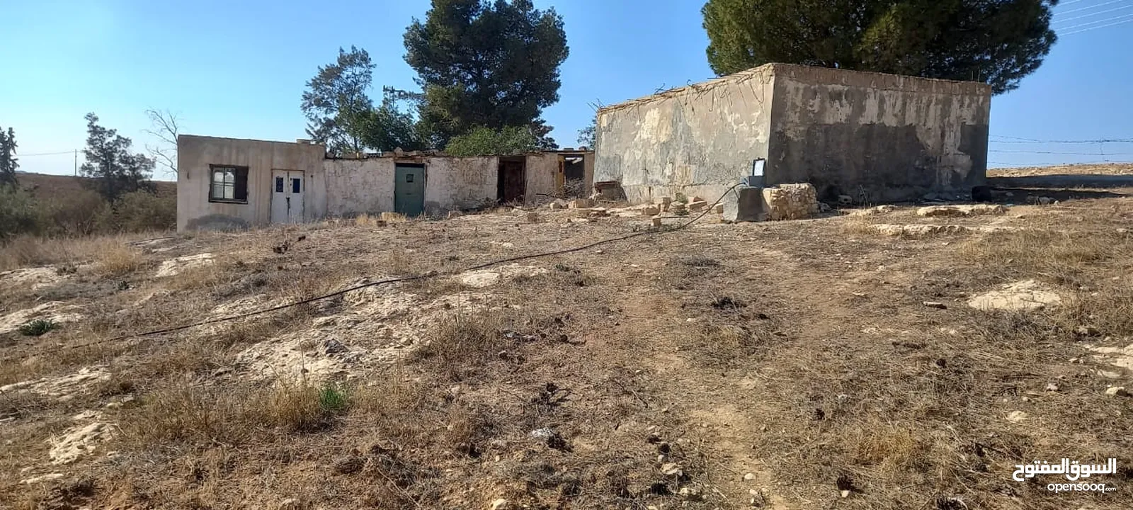 مزرعة زيتون للبيع