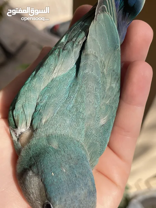 بيع طير اللوف بيرد-lovebird - طير الحب - لون أخضر - لطيف و أليف جدا -