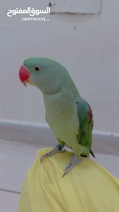 Nepali parrot for sale
