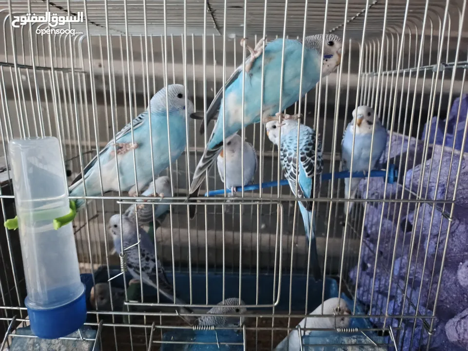 طيور حب بسعر منافس