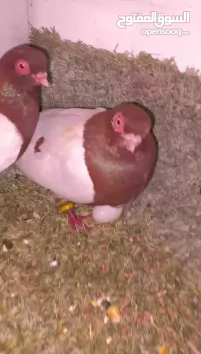 حمام للبيع جاوا اقرا النص
