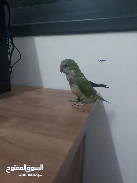 ببغاء كوكر