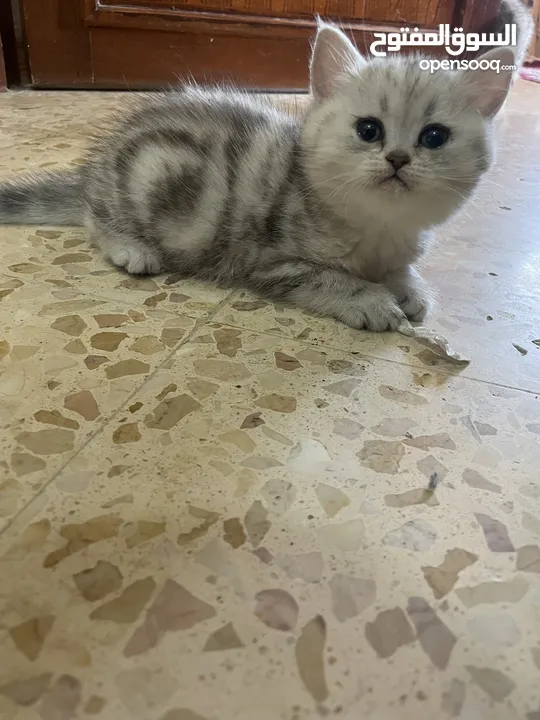 بريتش سلفر بيوووور