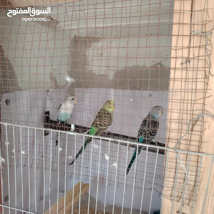 طيور حب عصافير حب