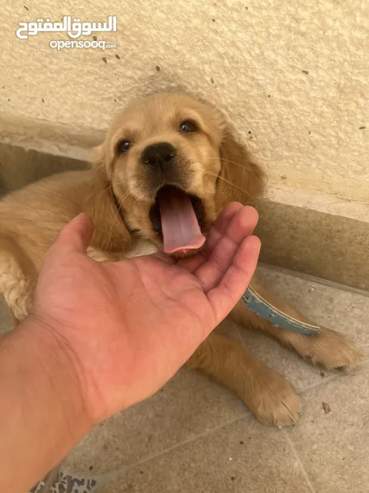 كلب قولدن جهاز مع كل مطاعيم و جواز سفر و مايكرو تشيب ذكر
