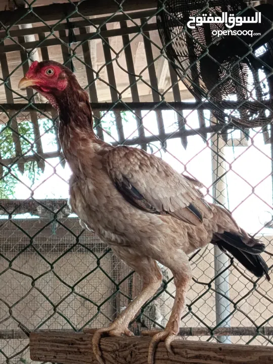 A unique breed Chickens and fighter also.