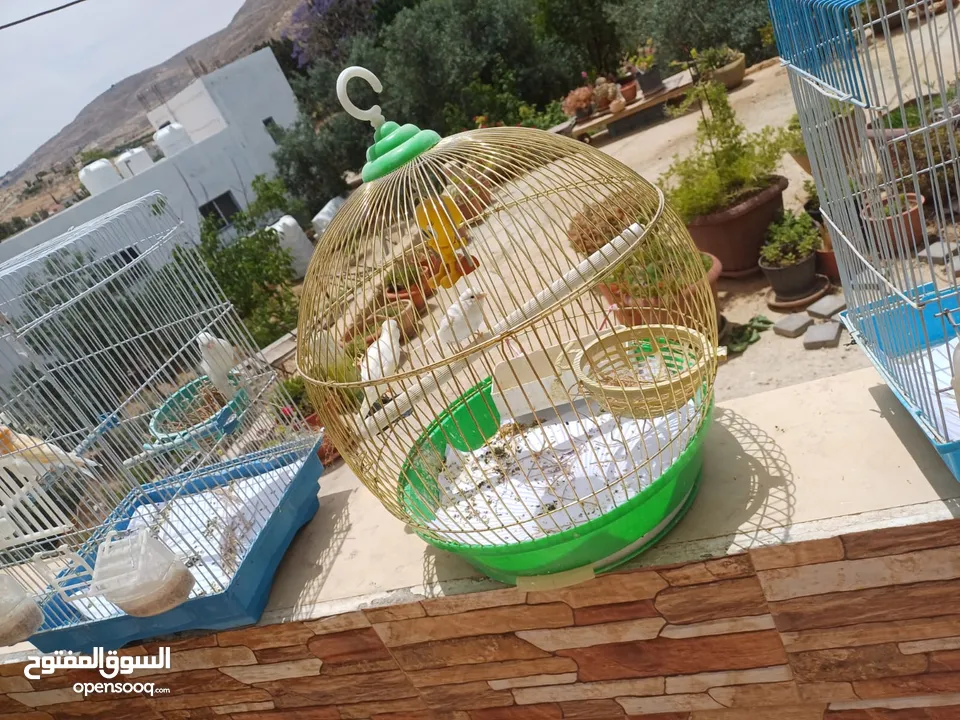 عصافير كنار للبيع جواز جاهزه في  اشي مع بيض واشي مش مع بيض وفي فراخ صغار جواز