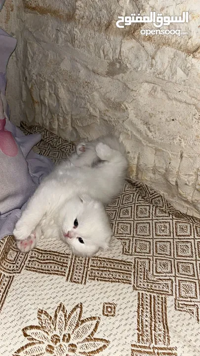 قطط سكوتش فولد