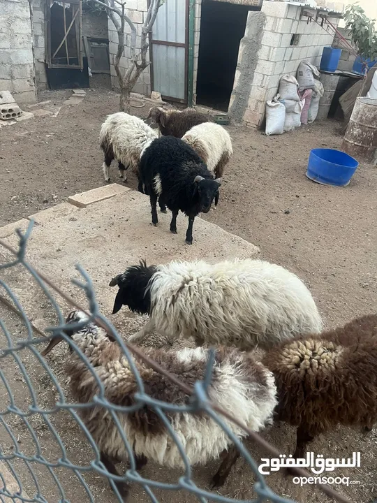 خرفان بلديه اضحيه او عقيقه للبيع بسعر مغري