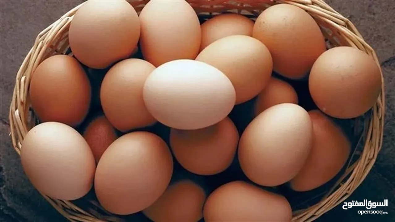 بيض بلدي طازج.  Organic egg