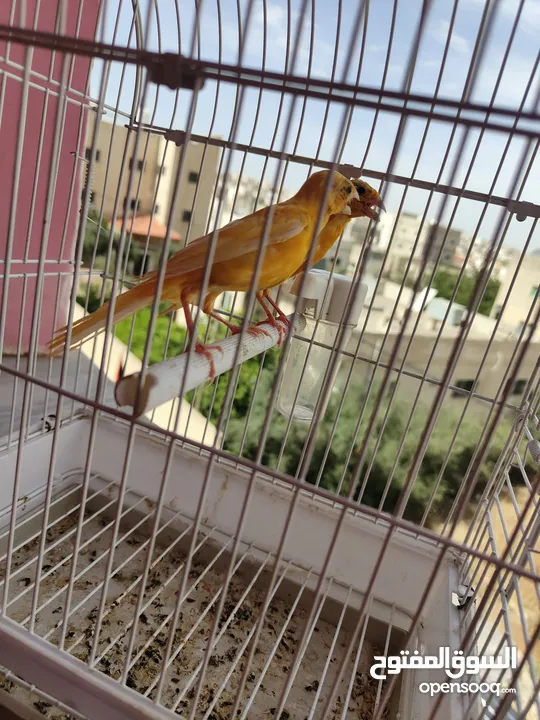 طواير بنديق