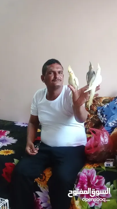 كوكاتيل اليفين جداا