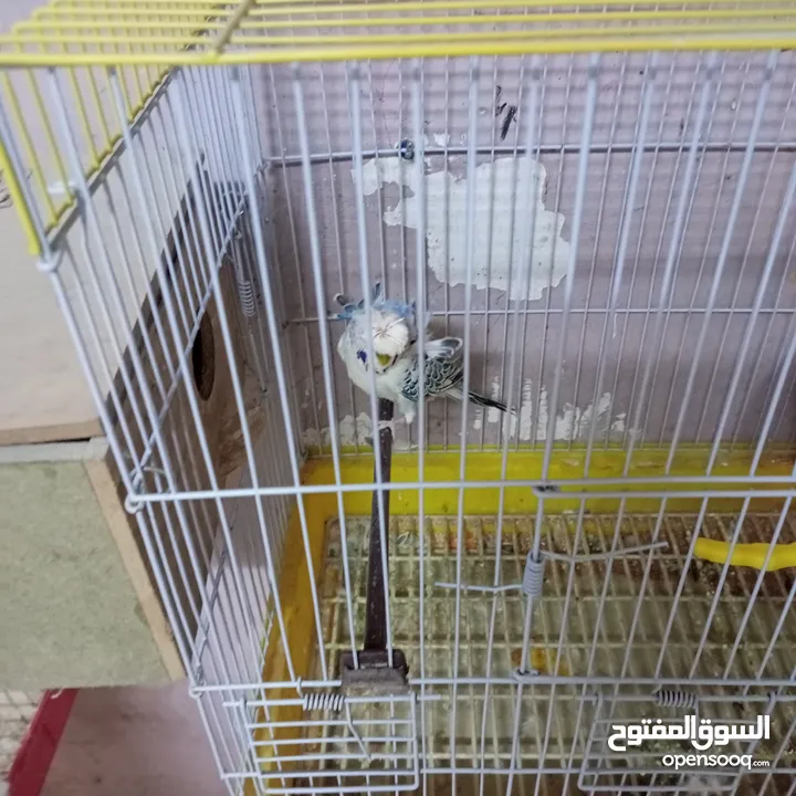 مجموعة معاكيف للبيع