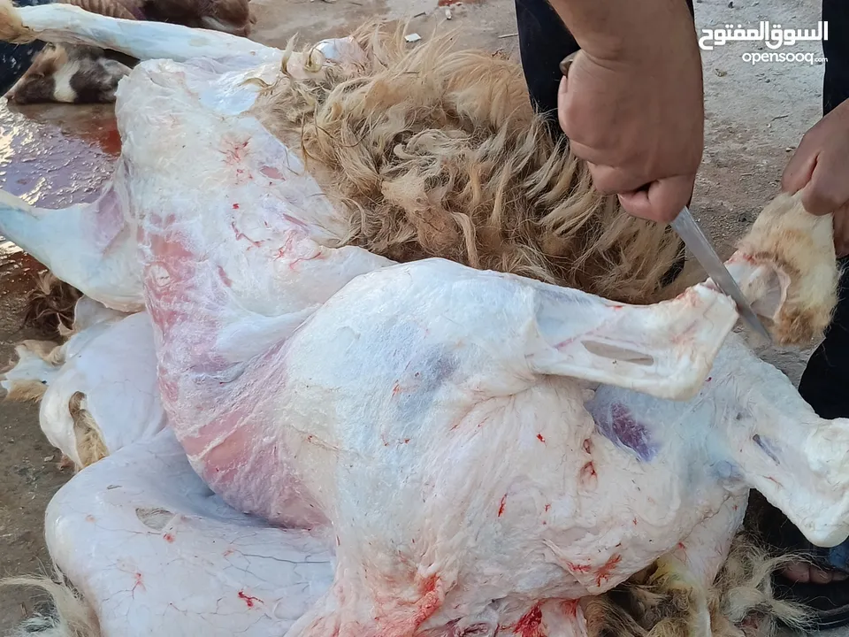لحام منزلي متنقل لذبح كافة الاضاحي والعقائق والنذور