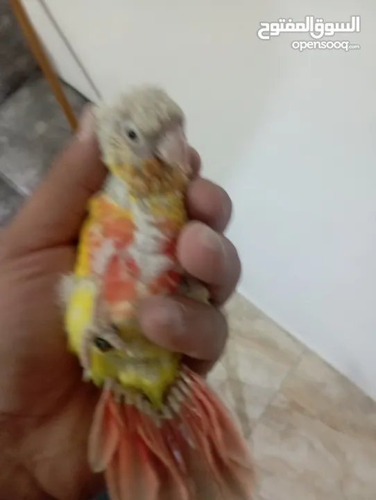 فراخ جرين شيك