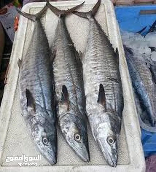 الان في صنعاء خدمة بيع الاسماك الطازجة بجودة ممتازة جدا بأقل من اسعار المطاعم وخدمة التوصيل للمنازل