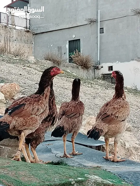 متاح بيض باكستاني خط اول..
