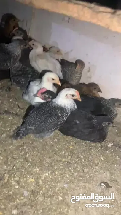 فرحات بلدي    دجاج بلدي