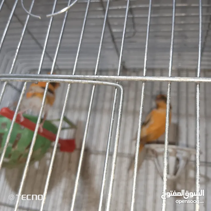 خمس فحول نار جيزه و ثلاث حبات انانثي جاهزات على فحول