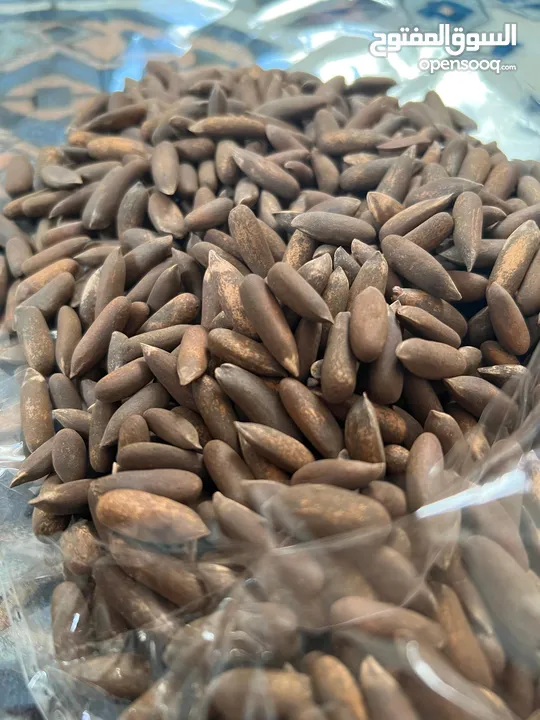 Pine Nuts, صنوبر، جلغوزه