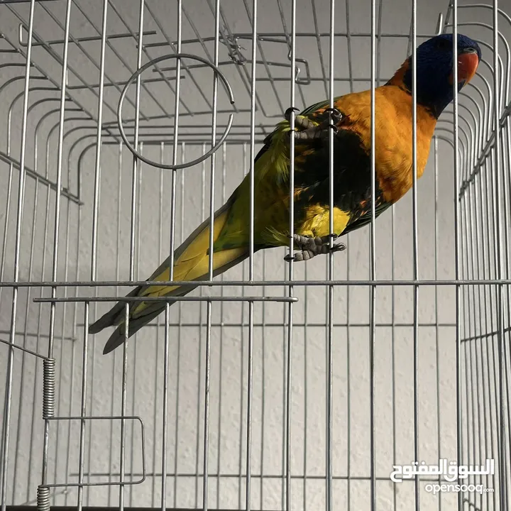 ببغاء لوري اليف  Cute Lori parrot