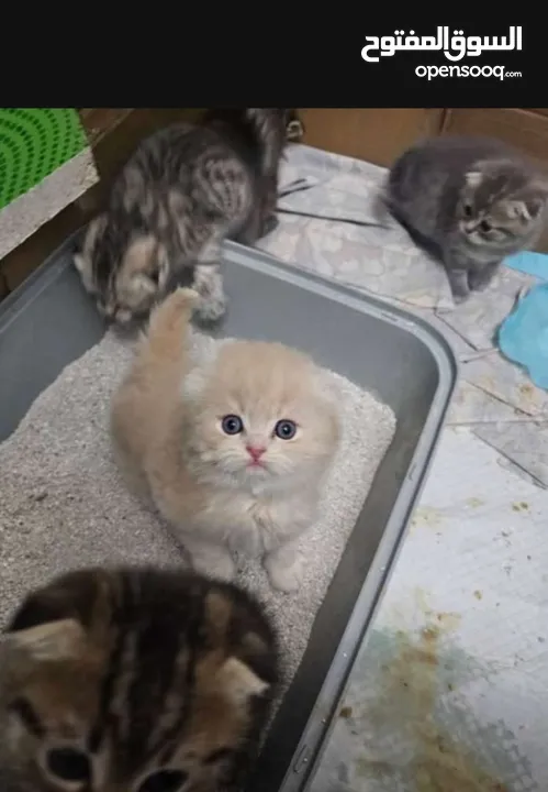قط ذكر شعر طويل أطراف قصيره لون كرميل مميز العمر 3 أشهر
