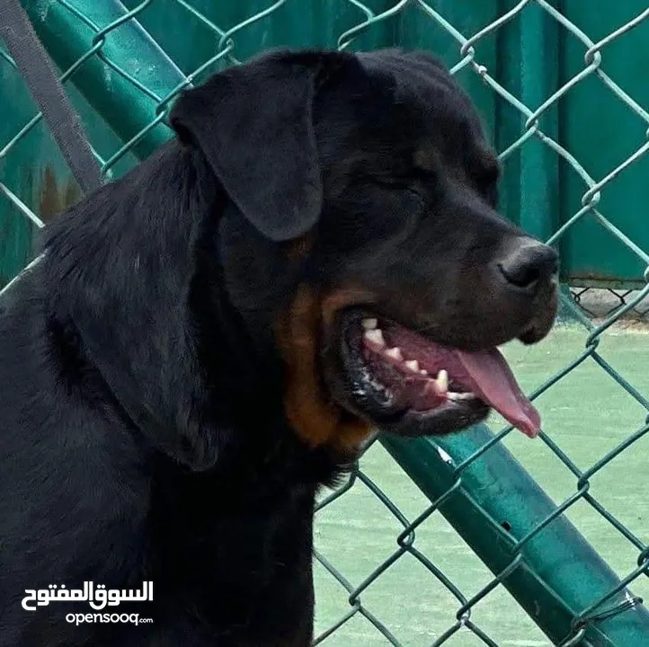 خدمه مبيت الكلاب وتدريبها