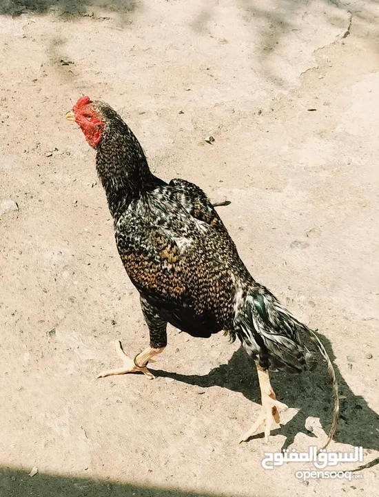 Thailand rooster and hen