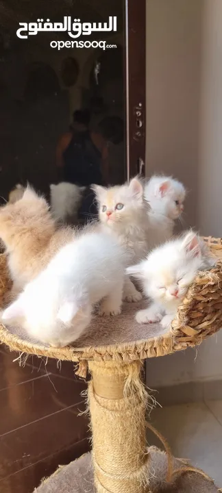 Pure Persian Kttens Looking For Their Forever Homes.