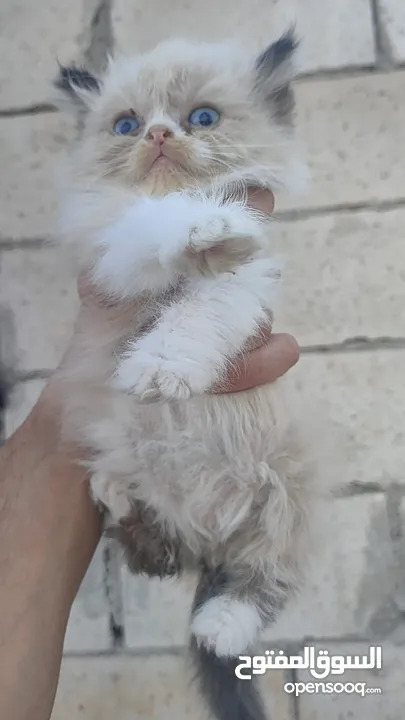 ذكر‎ راغدول عمر شهرين