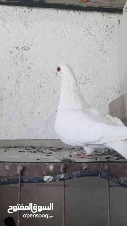 فحل وفراخ وطيره شغاله