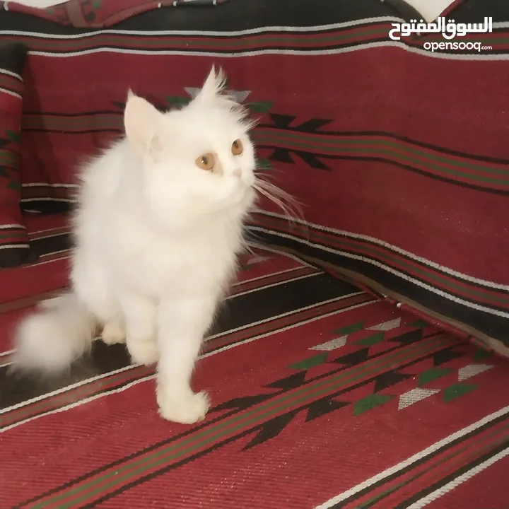 بسم الله ما شاء الله متاح بسه مع ولدها النوع شيرازي عمر البس الكبيره سنه وعمر ابنها شهرين ماخذين جمي
